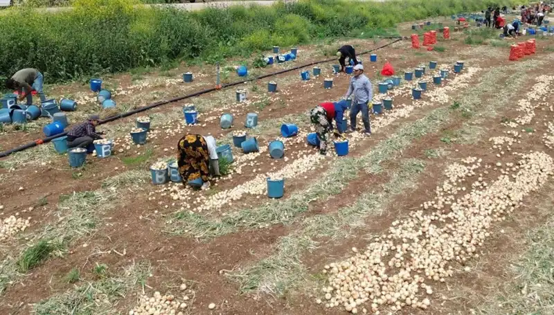 Soğan Hasadı 2023: Fiyatlar Düşerken Tüketiciler Ne Yapmalı?