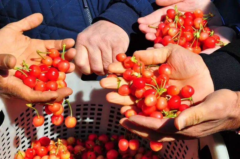 İlk Hasat Yapıldı: Kilosu 3 Bin 500 TL'den Alıcı Buldu!