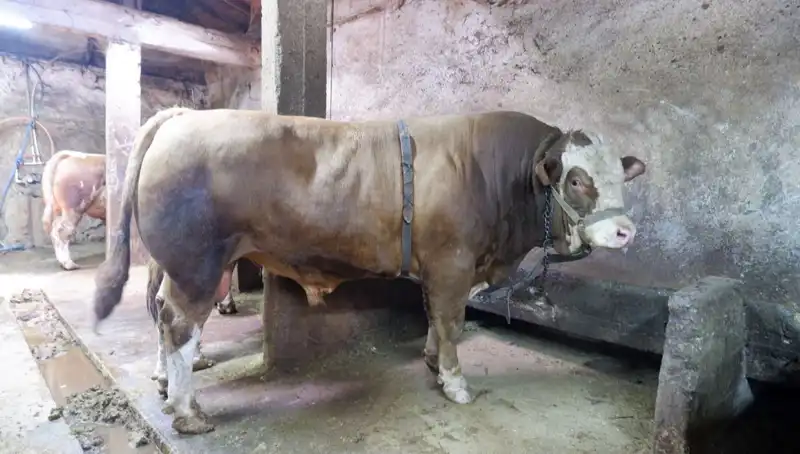 Dünyanın En Ağır İkramlık: 1 Ton 200 Kilo Tatlı Fiyatıyla Şaşırttı!