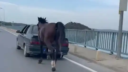 Adana'da Ata Eziyet Eden Kişi Tutuklandı, Kamuoyunu Şaşırttı