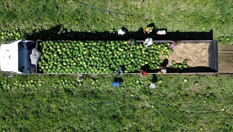 Bafra Ovası’nda 94 Bin 500 Ton Karpuz Rekoltesi Bekleniyor: Yazın Favorisi Hızla Geliyor!