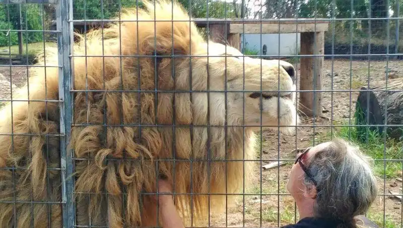 Avustralya’da Aslan Saldırısı: Kadının Kolunu Kaptı!