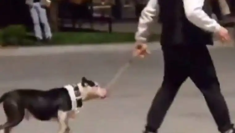 Ağızlıksız Pitbull, Sokakta Chaos Yarattı: Sahibine Para Cezası