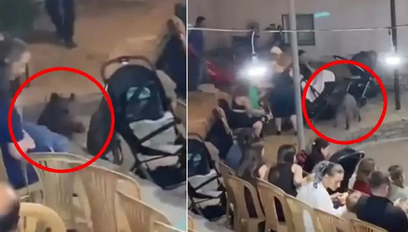 Düğün Töreninde Yaban Domuzu Sürprizi: Panik ve Kaos Anları Yaşandı