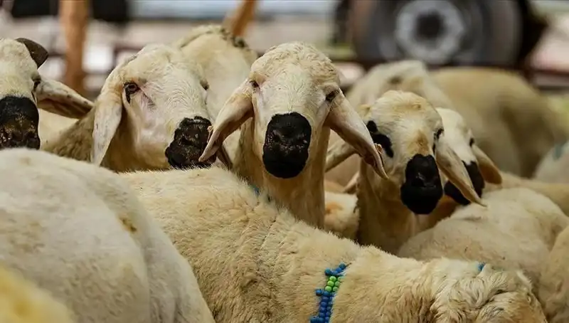 Kurban Bayramı 2025: Kurban Kesmek Farz mı? 10 Soruda Öğrenin