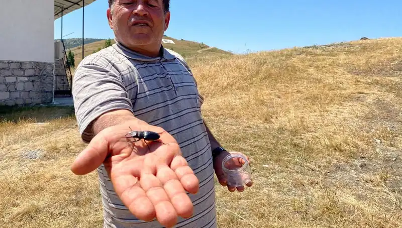 Sivas'ta Böcek Öldürmenin Cezası: 557 Bin TL İle Karşılaşabilirsiniz!
