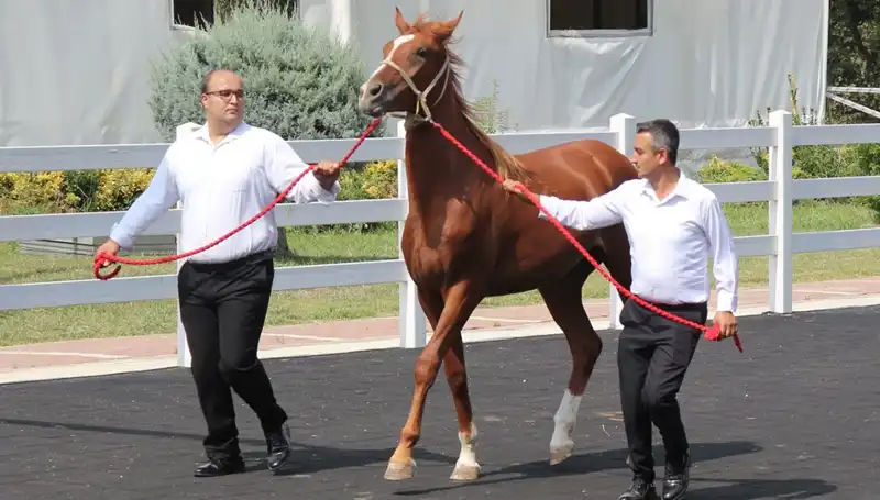 Rekor "Taşkın Kral"ın Yılında Doğa, Hızla Değişiyor: İşte Detaylar