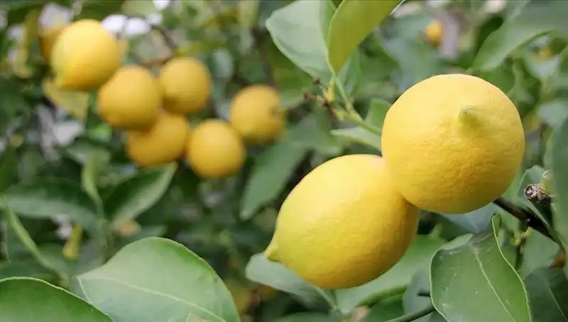 : Akdeniz Meyvesi Limonun Fiyatı Uçtu: Artık Adedi 24 Lira!