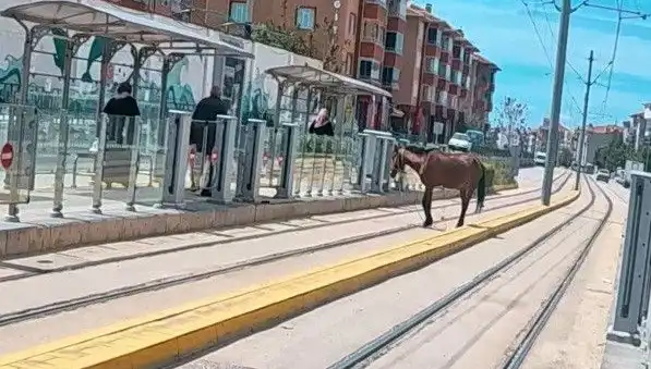 Eskişehir Tramvay Raylarında Başını Boşta Bulan At, Kentte Şaşkınlık Yarattı